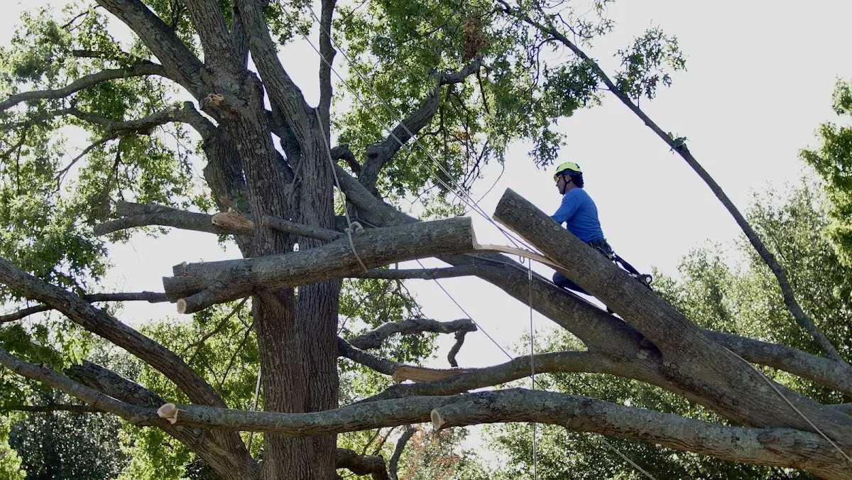 Professional Hazardous Tree Removal performed by certified arborists in Beirne