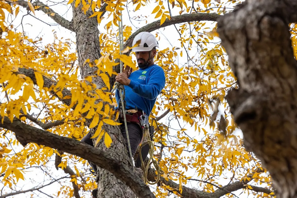 Skilled Tree Pruning crew working in Beirne